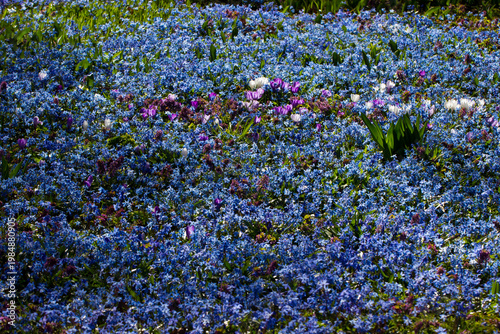 Delicate Scilla in morning light