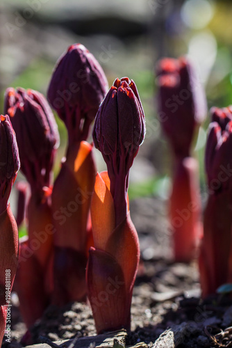 peony beautiful flowers on a blurred background