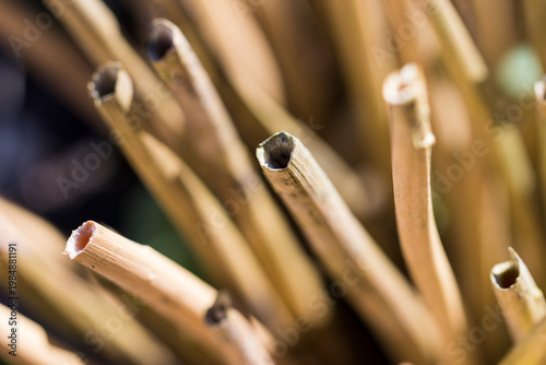 a dried-up cut plant in close-up