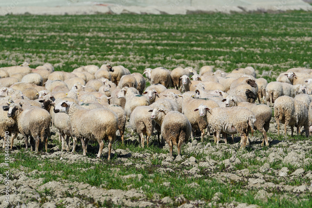Obraz premium Flock of sheep grazing in the meadows