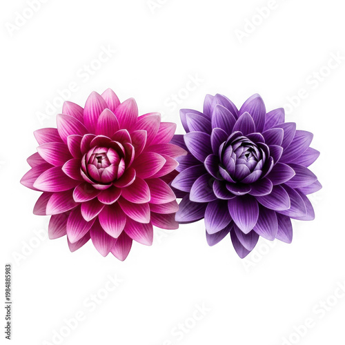 Two bright pink and purple artificial lotus flowers with yellow centers on black background