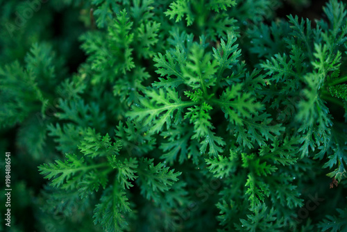 Scented geranium lacy green leaves overhead close-up
