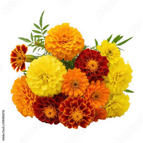 Closeup of vibrant yellow and orange marigold flowers with green foliage yellow petals orange petals