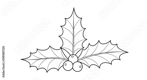 Festive botanical illustration of three holly leaves and three berries commonly used for holiday season cards and decorations.