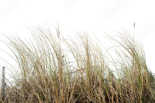 Fotografi Natural real coastal dune grass growing in sandy environment, isolated on transparent background