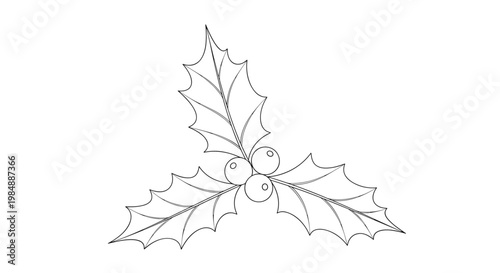 Detailed botanical drawing of holly leaves and berries represents classic christmas flora for festive holiday decorations and cards.