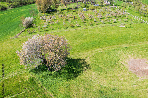 An old cherry tree in full bloom in Franconian Switzerland, seen from a bird's-eye view.