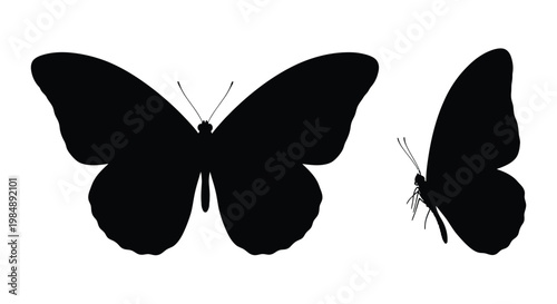 Two black butterflies in different poses on transparent background silhouette