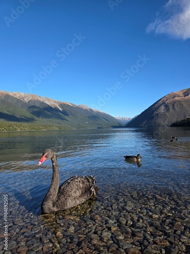 Black swan swimming in a serene mountain lake