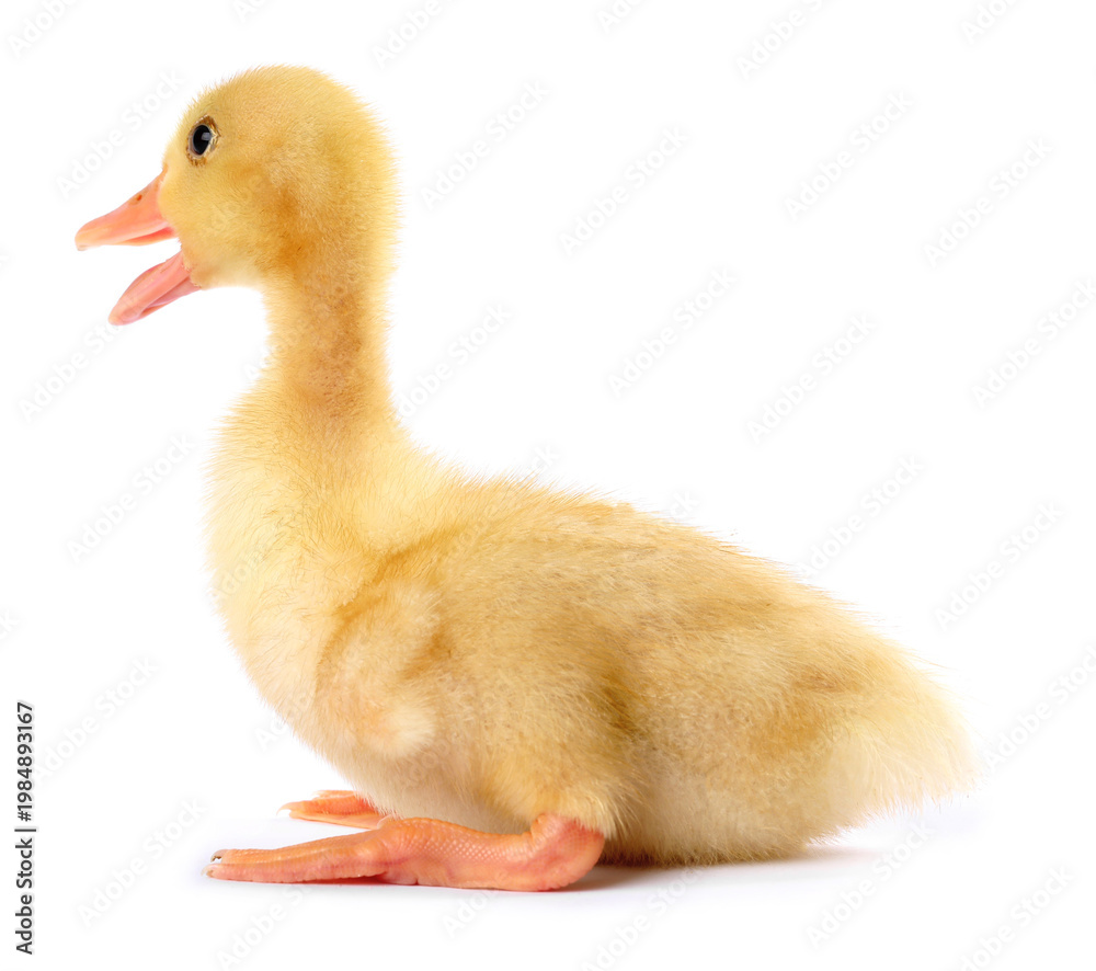Fototapeta premium Cute fluffy duckling on white background. Baby animal