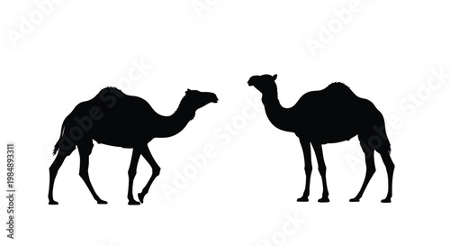 Two camels facing each other a striking black silhouette on transparent background