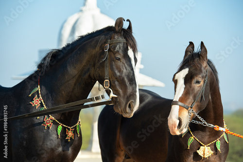  close up portrait beautiful black Marwari young stallions posing agaist lake. India