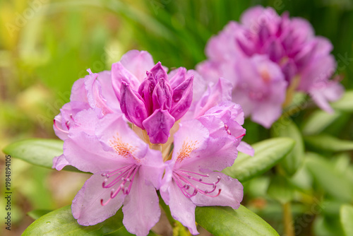 Rhododendron flower close up in garden, pink blossom in natural outdoor setting, spring bloom, soft botanical scene, delicate petals, fresh nature background, floral detail, seasonal garden plant