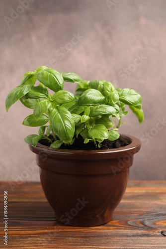 Aromatic basil growing in pot on wooden table against grey background, closeup