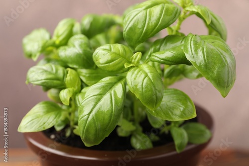 Aromatic basil growing in pot against blurred grey background, closeup