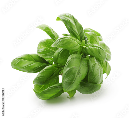 Fresh green basil leaves isolated on white