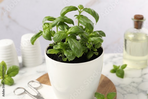 Aromatic basil growing in pot, scissors, shakers and oil on white marble table, closeup