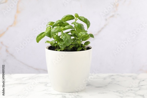 Aromatic basil growing in pot on white marble table, closeup