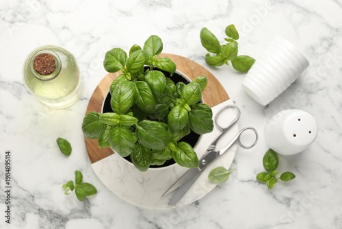 Aromatic basil growing in pot, scissors and oil on white marble table, flat lay