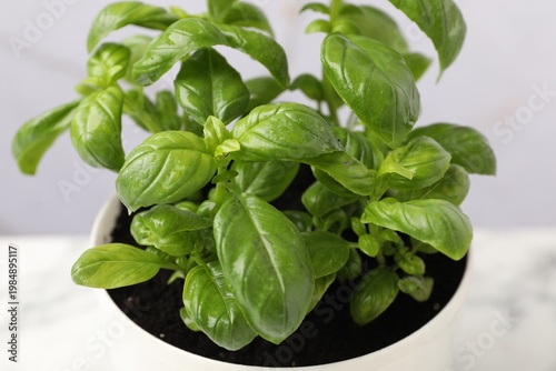 Aromatic basil growing in pot against blurred grey background, closeup