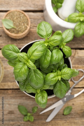 Flat lay composition with aromatic basil and scissors on wooden table