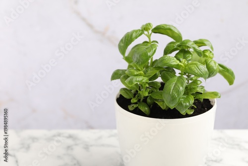 Aromatic basil growing in pot on white marble table, closeup. Space for text