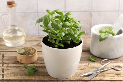 Aromatic basil, scissors, mortar and oil on wooden table near light tiled wall, closeup