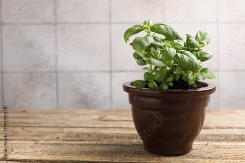 Aromatic basil growing in pot on wooden table against light tiled wall, closeup. Space for text