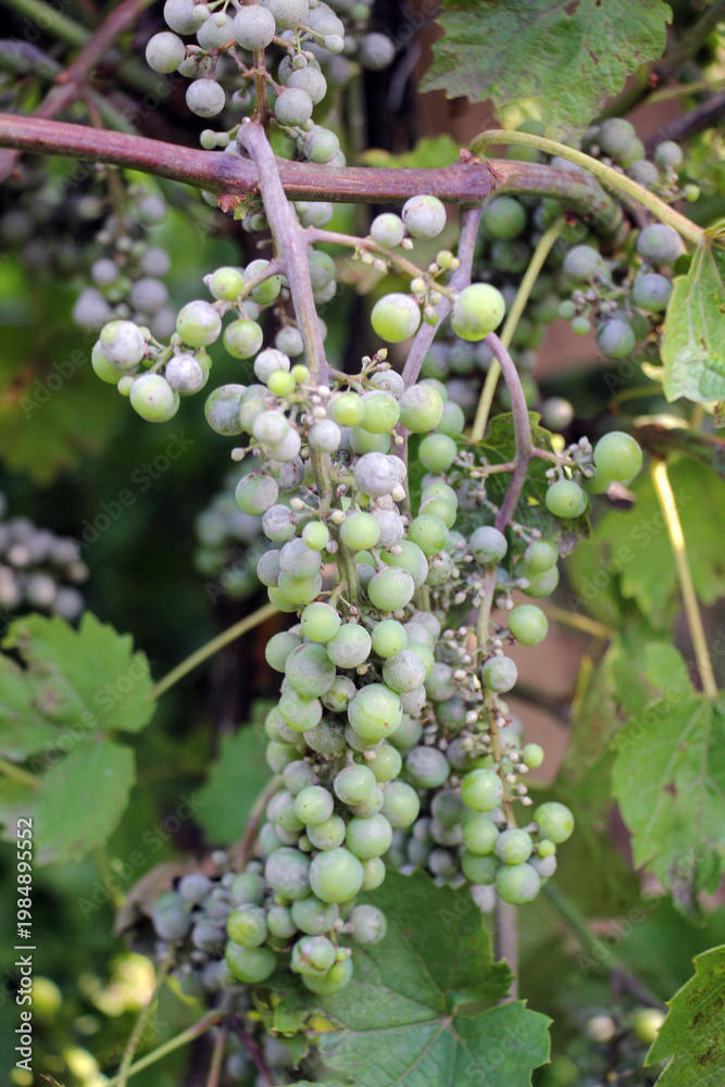 Fototapeta premium Grapes affected by oidium (powdery mildew)