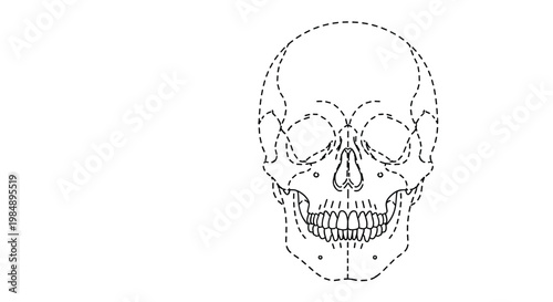 Detailed educational dashed line tracing worksheet of a human skull for science and anatomy studies or Halloween themed activities.