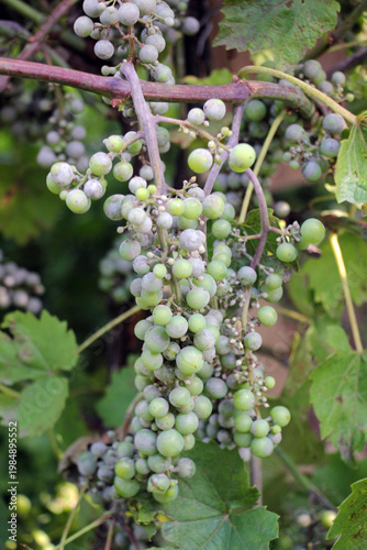 Grapes affected by oidium (powdery mildew)