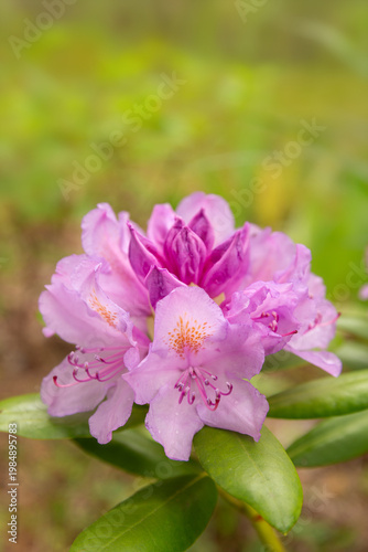 Rhododendron flower close up in garden, pink blossom with soft natural background, spring bloom, delicate petals, selective focus, fresh botanical scene, outdoor nature, floral detail, tranquil mood