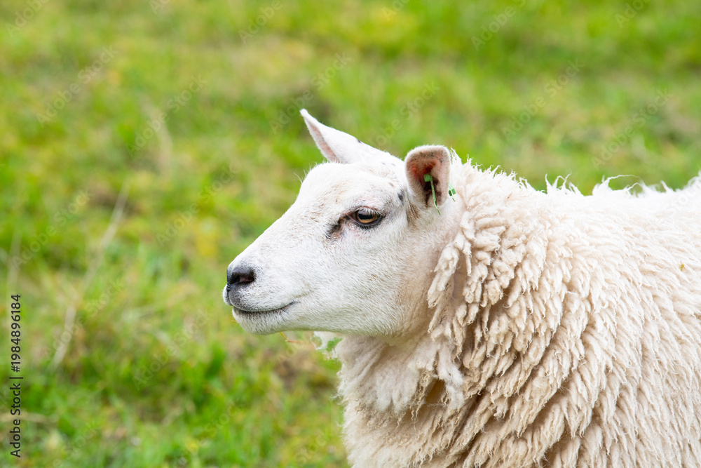 Obraz premium White sheep on a pasture, livestock animal farm, stockbreeding, faming and agriculture in the Netherlands, sheeps on spring meadow 