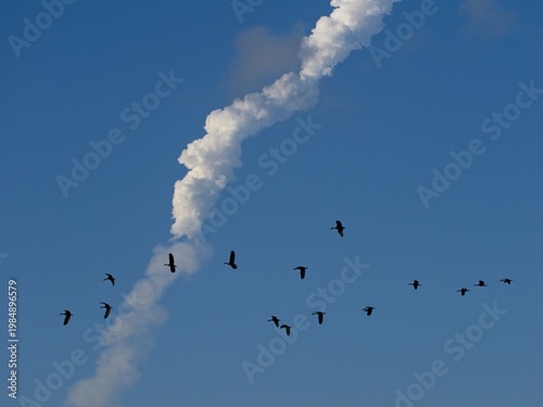 Black-bellied whistling duck flock crossing path of Artemis II launch contrail