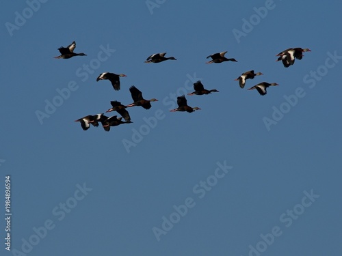 flying  black-bellied whistling ducks  in blue sky