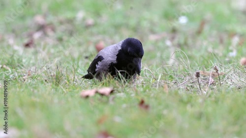Slow motion 4K movie of an Hooded crow, Corvus cornix look very carefully and searching food through the dry leaves and fresh green grass on the ground in spring season.