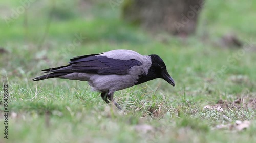 Slow motion 4K movie of an Hooded crow, Corvus cornix look very carefully and searching food through the dry leaves and fresh green grass on the ground in spring season.