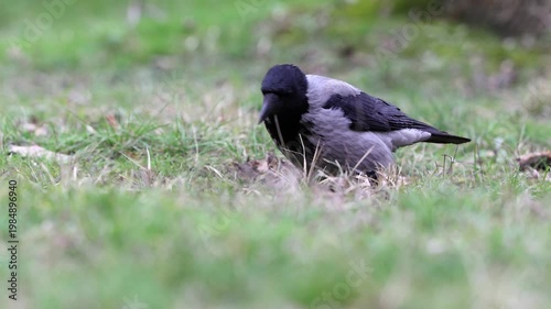 Slow motion 4K movie of an Hooded crow, Corvus cornix look very carefully and searching food through the dry leaves and fresh green grass on the ground in spring season.