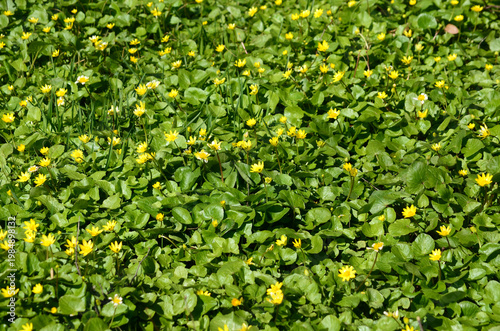 Carpet of spring lesser celandine flowers on a sunny lawn.