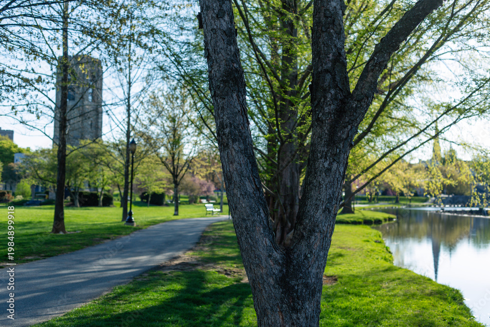 Obraz premium Peaceful early morning view of Culler Lake in Baker Park, Frederick, Maryland, with a tree in the foreground and the historic carillon tower reflecting in the water.