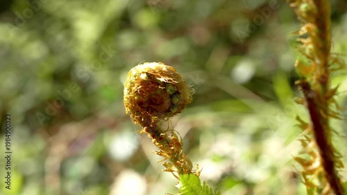Macro shot of a young fern frond with spiral shape and hairy texture during early growth stage on green blurred background in nature