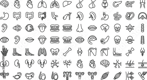 Human Anatomy Line Icon Set with Organs, Skeleton, Muscles, Sensory Systems, Medical Biology, and Healthcare Symbols for Web and App Design