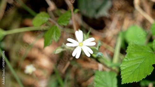 Top view macro of blooming Greater Stitchwort (Rabelera holostea) plant on the forest floor. White flower in natural woodland habitat
