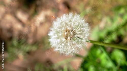 Macro of fluffy common dandelion (Taraxacum officinale) seed head in forest spring meadow swaying in the wind