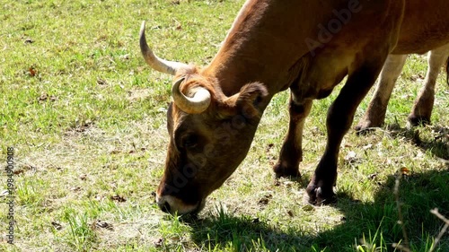 Сow feeding on grass in a green pasture under day sunlight close up