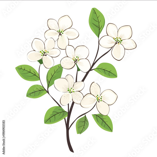 simple vector dogwood clipart illustration white background vector art style simple design flat illustration no shadows