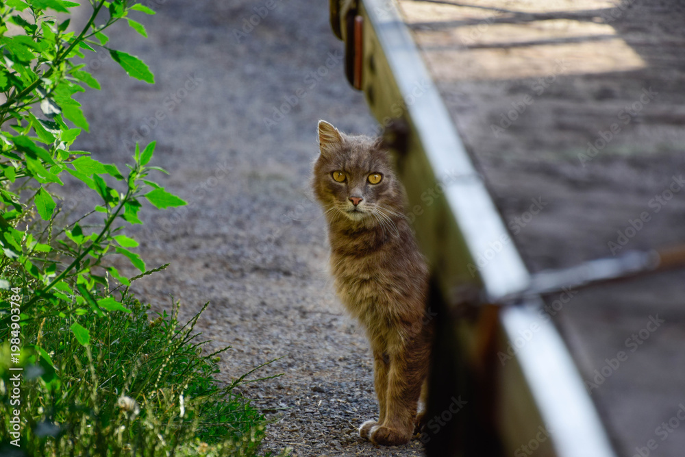 Obraz premium cat
