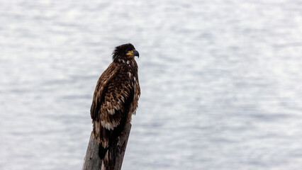 Immature Bald Eagle perched on driftwood overlooking Kachemak Bay at Homer Spit Alaska United States