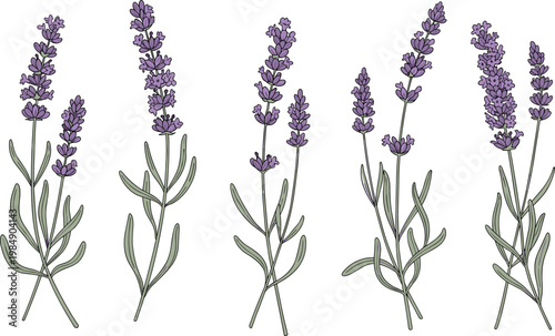 Lavender flowers vector set with hand drawn botanical stems and purple blooms illustration isolated on white background