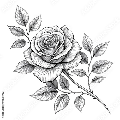 isolated rose flower line art with leaves